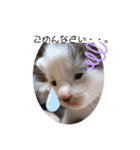 ANIMALᙏ̤̫͚（個別スタンプ：3）