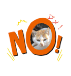 ANIMALᙏ̤̫͚（個別スタンプ：4）