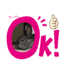 ANIMALᙏ̤̫͚（個別スタンプ：5）