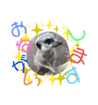 ANIMALᙏ̤̫͚（個別スタンプ：8）