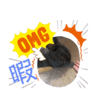 ANIMALᙏ̤̫͚（個別スタンプ：9）
