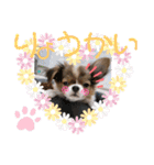ANIMALᙏ̤̫͚（個別スタンプ：11）