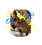 ANIMALᙏ̤̫͚（個別スタンプ：13）