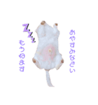 いんぬ（個別スタンプ：2）