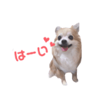 いんぬ（個別スタンプ：4）
