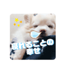 いんぬ（個別スタンプ：6）