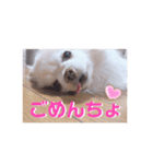 いんぬ（個別スタンプ：8）