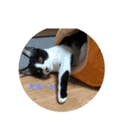 はちわれ猫 小太郎すたんぷ(   ᷇ᵕ ᷆  2（個別スタンプ：2）