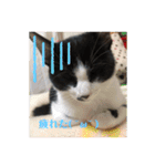 はちわれ猫 小太郎すたんぷ(   ᷇ᵕ ᷆  2（個別スタンプ：3）