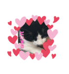 はちわれ猫 小太郎すたんぷ(   ᷇ᵕ ᷆  2（個別スタンプ：4）