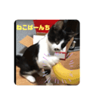 はちわれ猫 小太郎すたんぷ(   ᷇ᵕ ᷆  2（個別スタンプ：5）