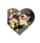 はちわれ猫 小太郎すたんぷ(   ᷇ᵕ ᷆  2（個別スタンプ：6）