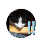はちわれ猫 小太郎すたんぷ(   ᷇ᵕ ᷆  2（個別スタンプ：7）