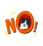 はちわれ猫 小太郎すたんぷ(   ᷇ᵕ ᷆  2（個別スタンプ：8）