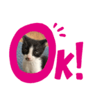 はちわれ猫 小太郎すたんぷ(   ᷇ᵕ ᷆  2（個別スタンプ：9）