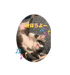 はちわれ猫 小太郎すたんぷ(   ᷇ᵕ ᷆  2（個別スタンプ：10）