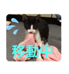 はちわれ猫 小太郎すたんぷ(   ᷇ᵕ ᷆  2（個別スタンプ：11）