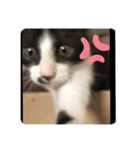 はちわれ猫 小太郎すたんぷ(   ᷇ᵕ ᷆  2（個別スタンプ：13）