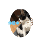 はちわれ猫 小太郎すたんぷ(   ᷇ᵕ ᷆  2（個別スタンプ：14）
