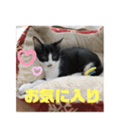 はちわれ猫 小太郎すたんぷ(   ᷇ᵕ ᷆  2（個別スタンプ：16）