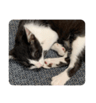 はちわれ猫 小太郎すたんぷ(   ᷇ᵕ ᷆  2（個別スタンプ：17）