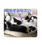 はちわれ猫 小太郎すたんぷ(   ᷇ᵕ ᷆  2（個別スタンプ：18）