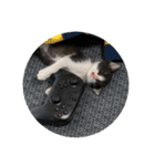 はちわれ猫 小太郎すたんぷ(   ᷇ᵕ ᷆  2（個別スタンプ：19）