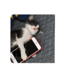 はちわれ猫 小太郎すたんぷ(   ᷇ᵕ ᷆  2（個別スタンプ：20）