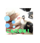 はちわれ猫 小太郎すたんぷ(   ᷇ᵕ ᷆  2（個別スタンプ：21）