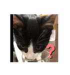 はちわれ猫 小太郎すたんぷ(   ᷇ᵕ ᷆  2（個別スタンプ：22）