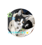 はちわれ猫 小太郎すたんぷ(   ᷇ᵕ ᷆  2（個別スタンプ：23）