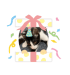はちわれ猫 小太郎すたんぷ(   ᷇ᵕ ᷆  2（個別スタンプ：24）