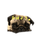 犬 ダックス プードル パグ（個別スタンプ：1）
