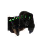 犬 ダックス プードル パグ（個別スタンプ：2）