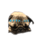 犬 ダックス プードル パグ（個別スタンプ：3）