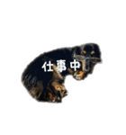 犬 ダックス プードル パグ（個別スタンプ：6）