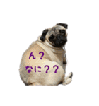 犬 ダックス プードル パグ（個別スタンプ：9）
