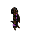 犬 ダックス プードル パグ（個別スタンプ：10）