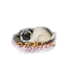 犬 ダックス プードル パグ（個別スタンプ：12）