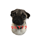 犬 ダックス プードル パグ（個別スタンプ：13）