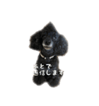 犬 ダックス プードル パグ（個別スタンプ：14）