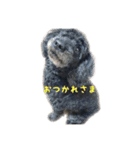 犬 ダックス プードル パグ（個別スタンプ：15）