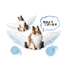 シェル友あいさつスタンプ（個別スタンプ：2）