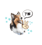 シェル友あいさつスタンプ（個別スタンプ：17）