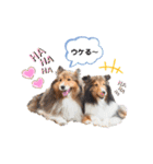 シェル友あいさつスタンプ（個別スタンプ：24）