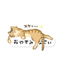 ことらねこ (吹き出し)（個別スタンプ：34）