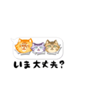 ことらねこ (吹き出し)（個別スタンプ：39）