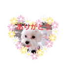 じゅりあちゃん♡しらちゃん（個別スタンプ：7）