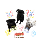 N家のわんにゃんこ（日常編）（個別スタンプ：1）