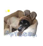 N家のわんにゃんこ（日常編）（個別スタンプ：6）